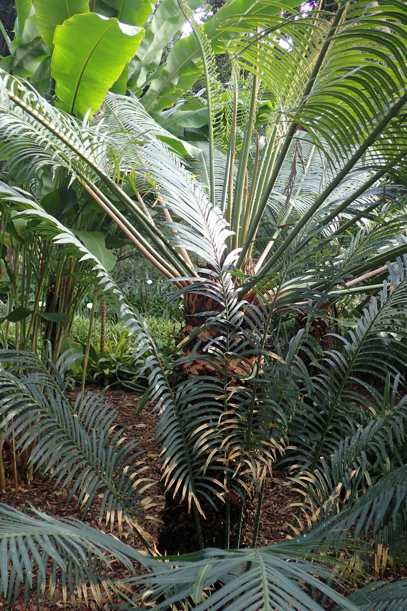 Cycas riuminiana