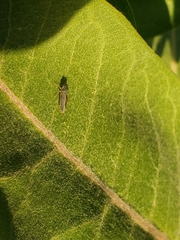 Graphocephala confluens