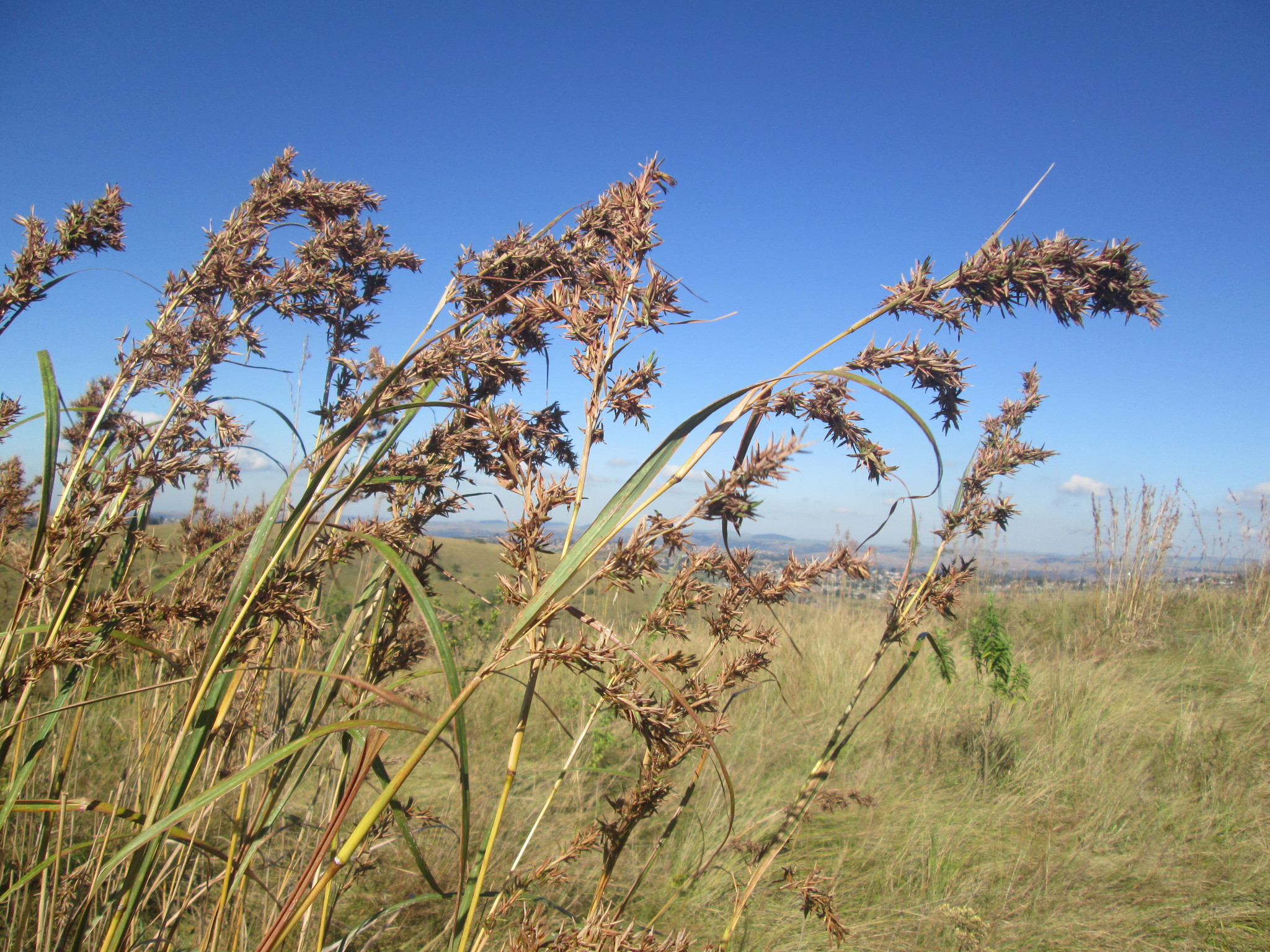 Cymbopogon nardus