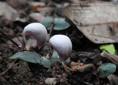 Corybas barbarae
