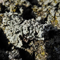 Heterodermia obscurata