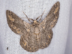 Mictoschema tuckeri