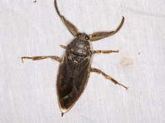 Lethocerus cordofanus