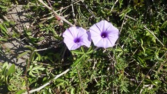 Ipomoea cairica cairica