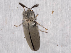 Tetralobus flabellicornis
