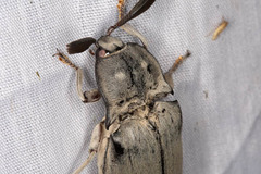 Tetralobus flabellicornis