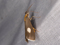 Episindris albimaculalis