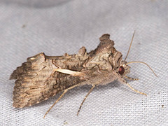 Vittaplusia vittata