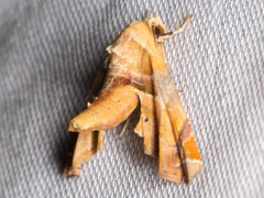 Eutelia callichroma