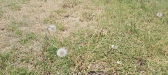 Urospermum picroides
