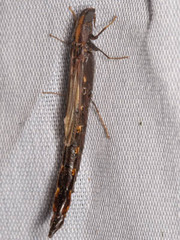 Atractocerus brevicornis