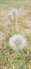 Urospermum picroides