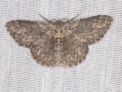Mictoschema tuckeri