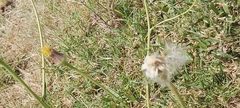 Urospermum picroides