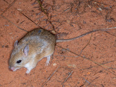 Gerbilliscus leucogaster