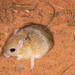 Bushveld Gerbil - Photo (c) Grant Reed, some rights reserved (CC BY-NC), uploaded by Grant Reed