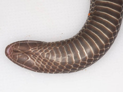 Amblyodipsas polylepis