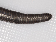Amblyodipsas polylepis