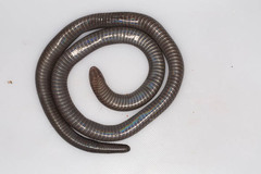 Amblyodipsas polylepis