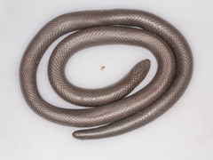 Amblyodipsas polylepis