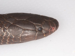 Amblyodipsas polylepis