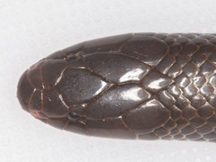 Amblyodipsas polylepis