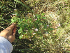 Chaenostoma floribundum