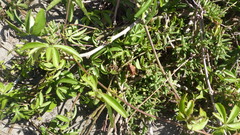 Ipomoea cairica cairica