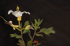 Bauhinia petersiana image