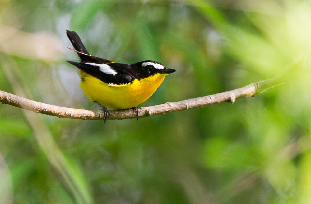 Yellow-Rumped Flycatcher