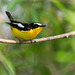Yellow-rumped Flycatcher - Photo (c) Grant Fisher, some rights reserved (CC BY-NC), uploaded by Grant Fisher
