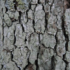 Lecanora nothocaesiella