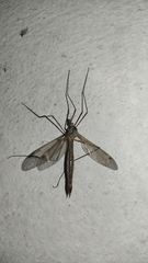 Pterygota