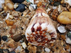 Conus capitaneus