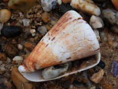 Conus capitaneus