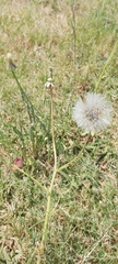 Urospermum picroides