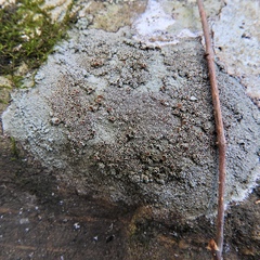 Lecanora subimmergens