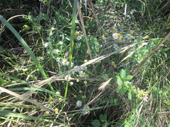 Felicia erigeroides