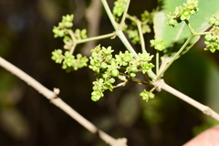 Pristimera celastroides