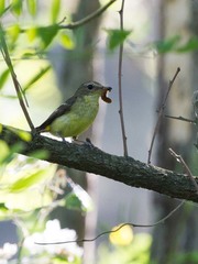 Ficedula zanthopygia