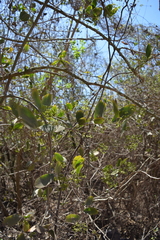 Pristimera celastroides