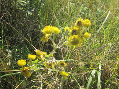 Helichrysum decorum
