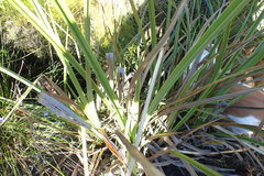 Cladium mariscus jamaicense