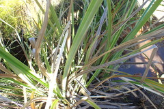 Cladium mariscus jamaicense