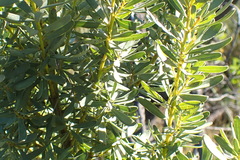 Cyclopia subternata subternata