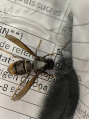 Vespa velutina