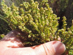 Erica tristis