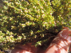 Erica tristis