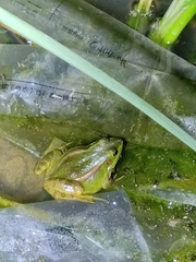 Pelophylax plancyi