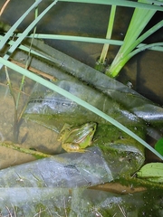 Pelophylax plancyi